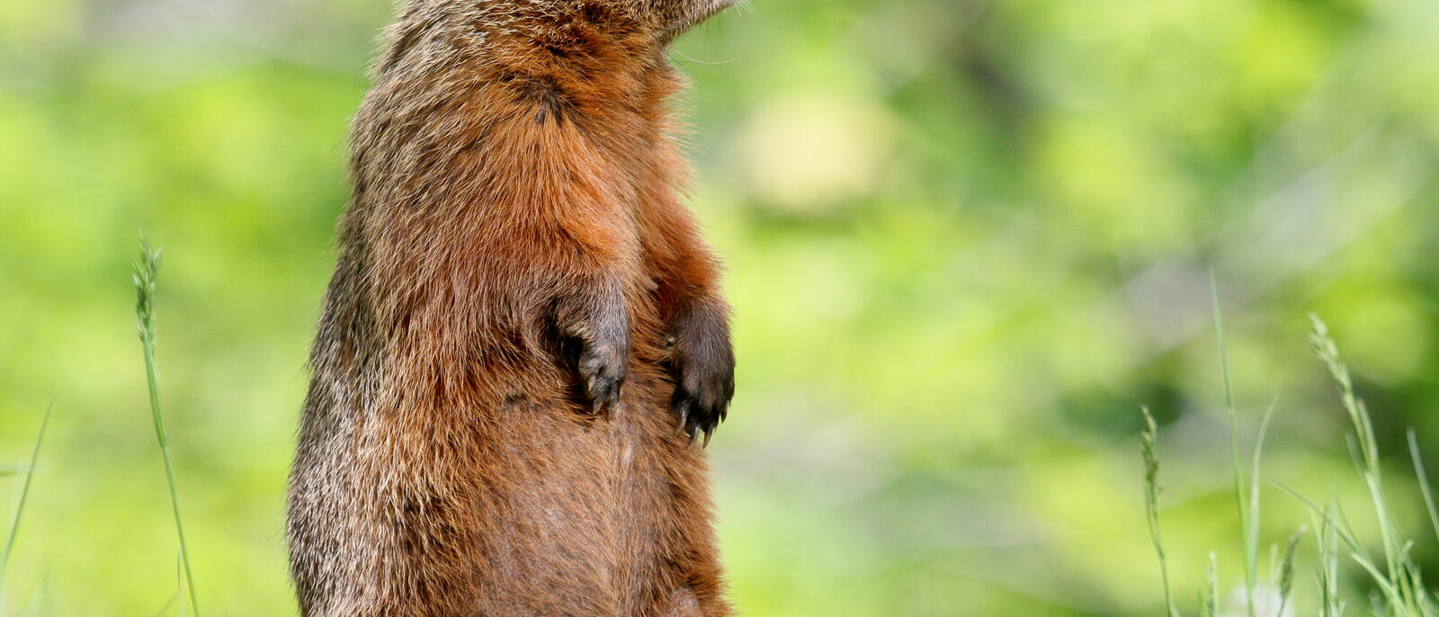 Groundhog (Marmota monax) on Laval University campus, Quebec, Canada