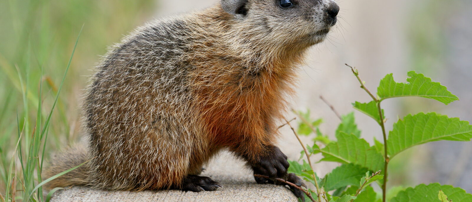 Immature Groundhog (Marmota monax) on Laval University campus, Quebec, Canada