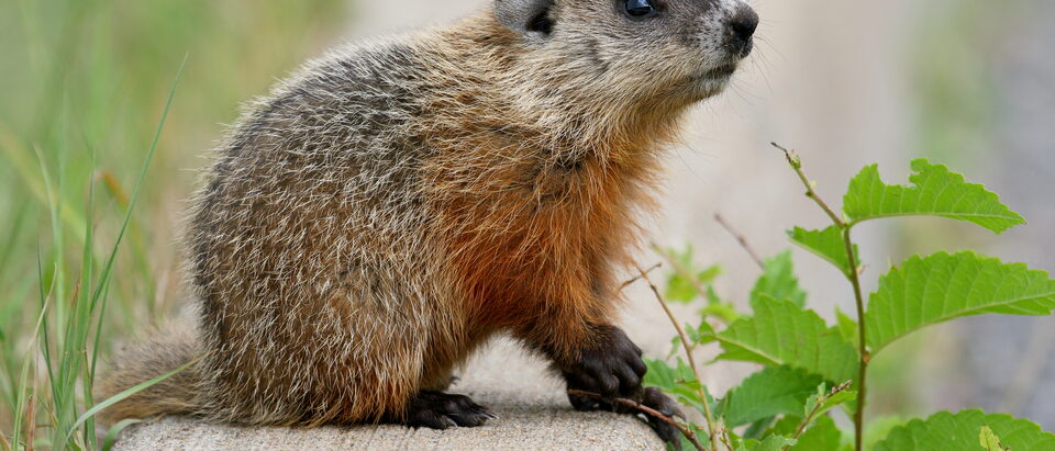 Groundhog Removal Laws by State: Legal Guide