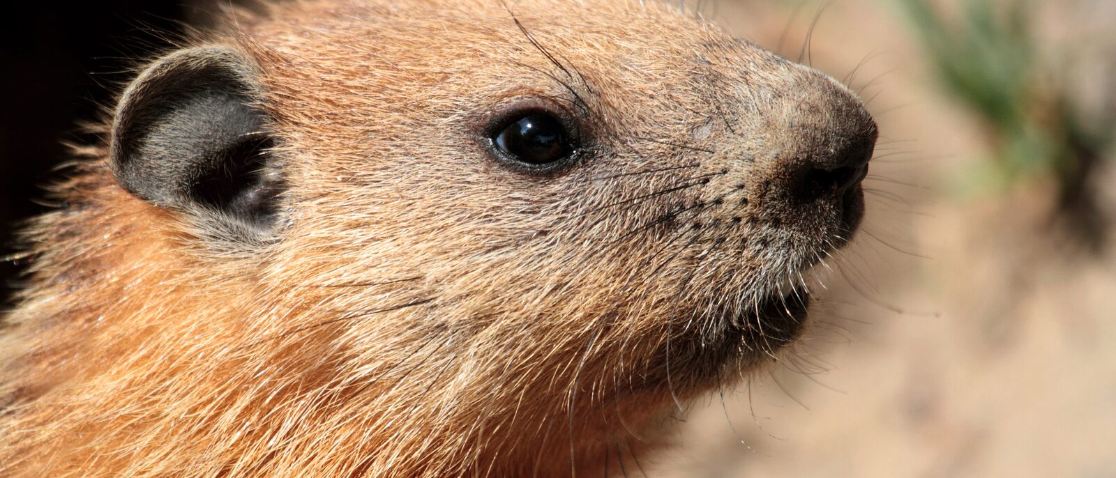 Groundhog on Laval University campus, Quebec, Canada