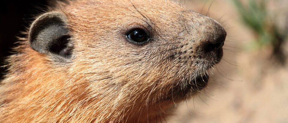 Groundhog Repellent Plants: Natural Deterrents