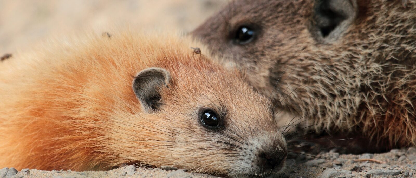 Groundhog on Laval University campus, Quebec, Canada