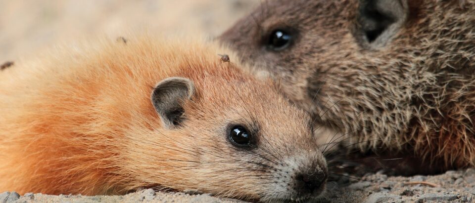 Groundhog Trapping Tips and Techniques