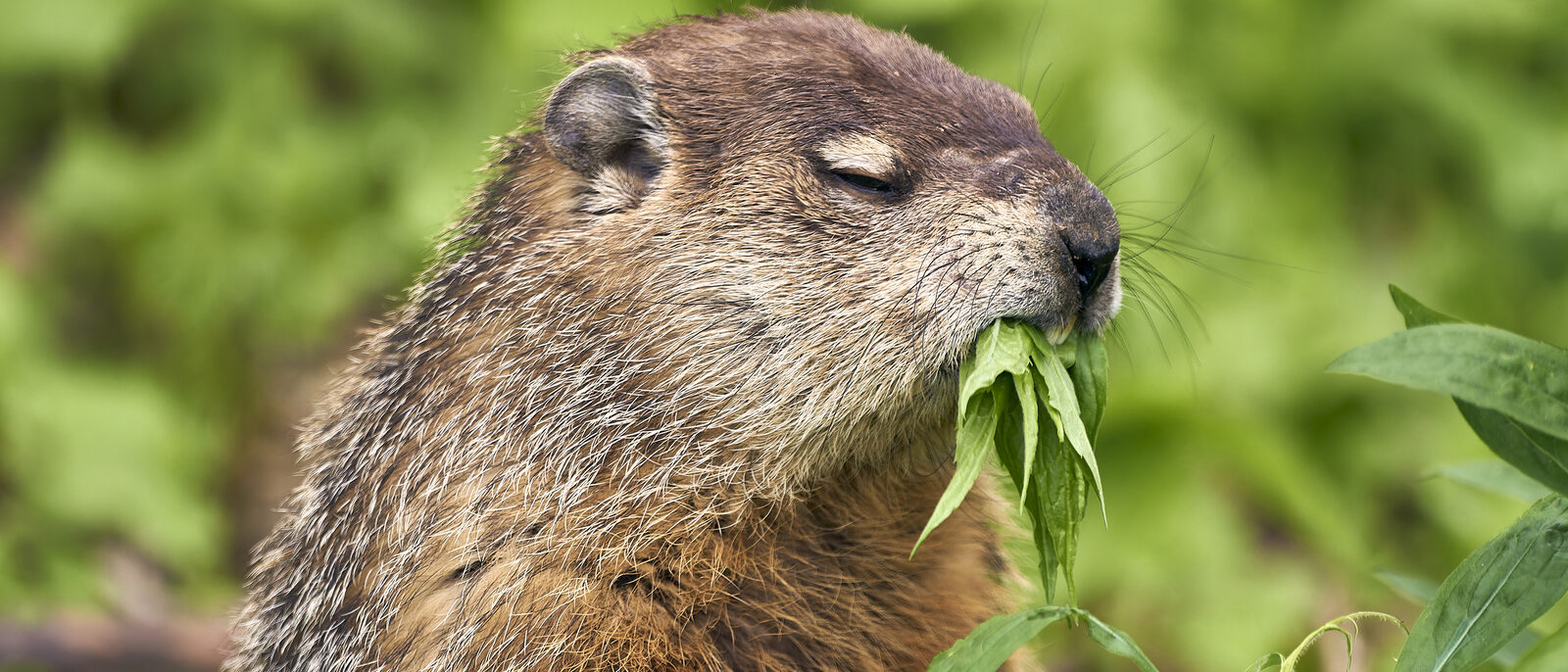 groundhog eating