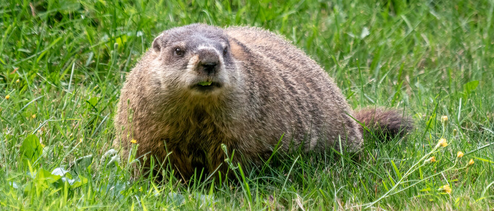 Groundhog vs Beaver vs Muskrat: Identification Guide