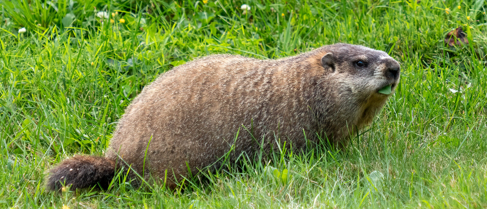 Groundhog in Green-Wood Cemetery