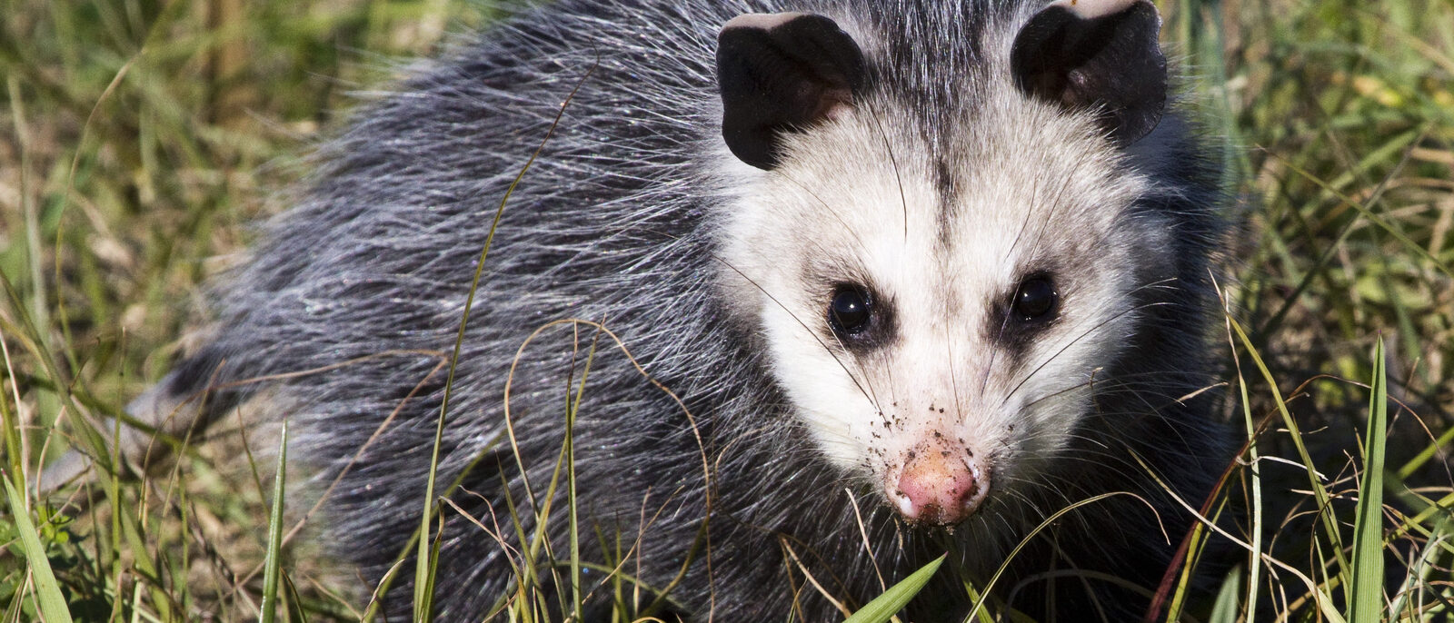 The Virginia opossum is the only marsupial indigenous to North America.