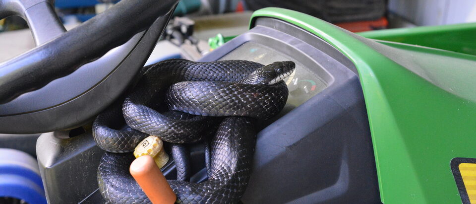 How Do You Remove a Snake From an Air Conditioner Unit?