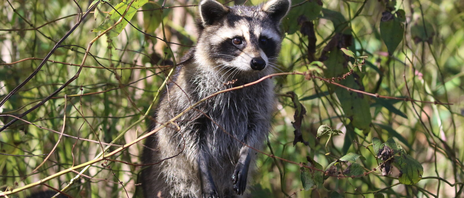 Raccoon standing in brush