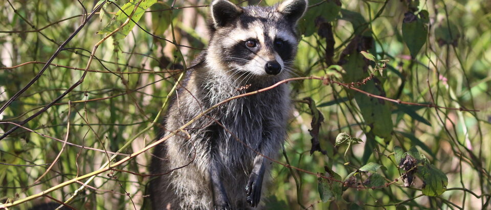 Raccoon standing in brush