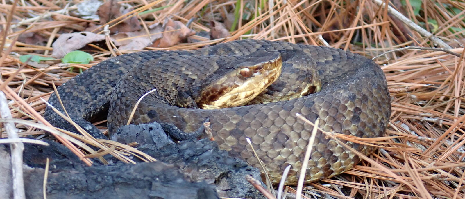Cottonmouth coiled in pine straw