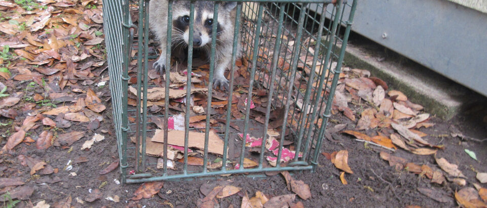 Louisiana Raccoon in metal live catch-trap, 31 March 2026.
Raccoons are not unco
