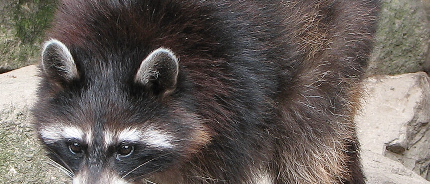 Beschreibung: Nordamerikanischer Waschbär (Procyon lotor) / raccoon
Fotograf: Da