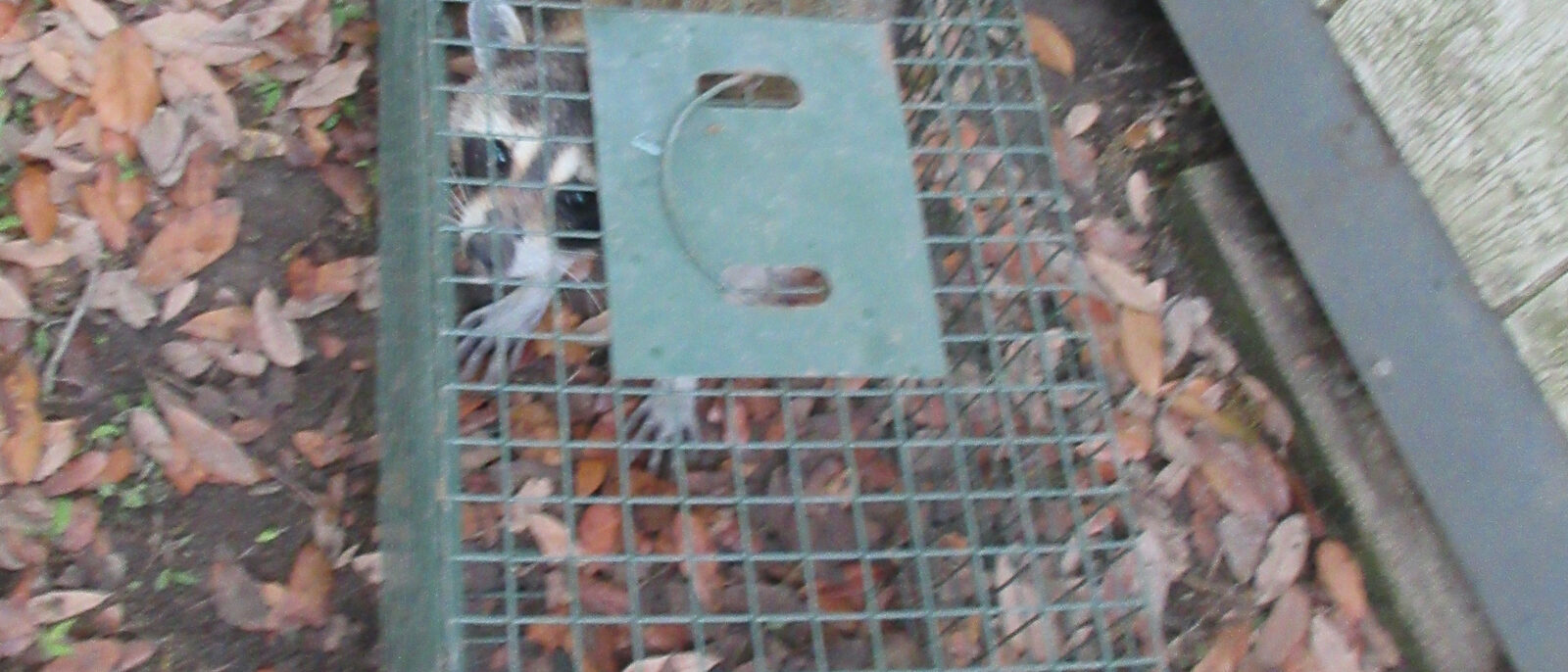 Louisiana Raccoon in metal live catch-trap, 31 March 2026.
Raccoons are not unco