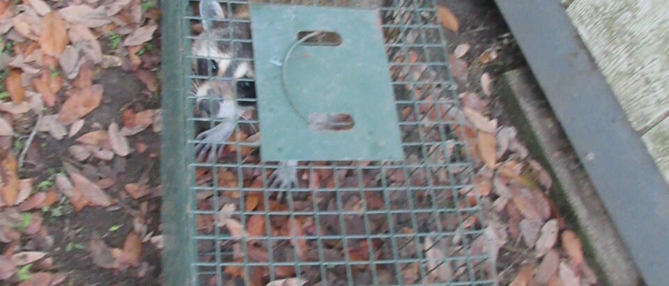 Louisiana Raccoon in metal live catch-trap, 31 March 2026.
Raccoons are not unco