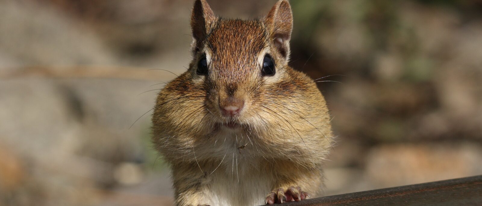 Eastern Chipmunk with cheeks filled of food supply, Cap Tourmente National Wildl