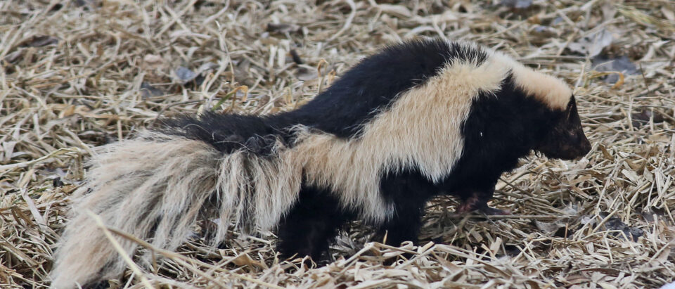 How to Find Skunk Entry Points Around Your Home