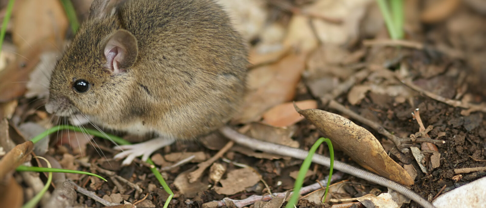 Wood mouse on the way to Su Gorropu, Sardinia, Italy.