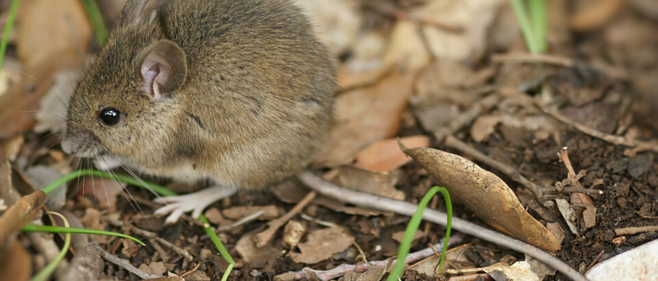 How to Find Where Mice Are Entering Your House