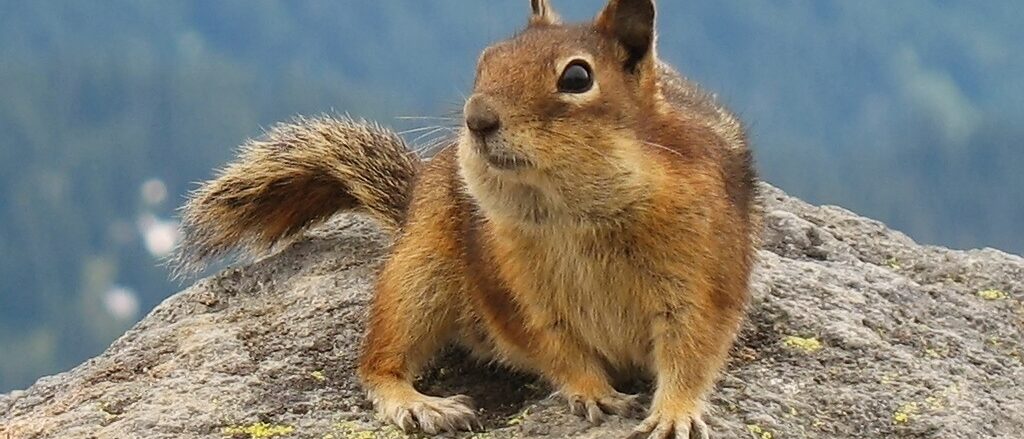 Cascade golden-mantled ground squirrel (Spermophilus saturatus) at Mount Rainier