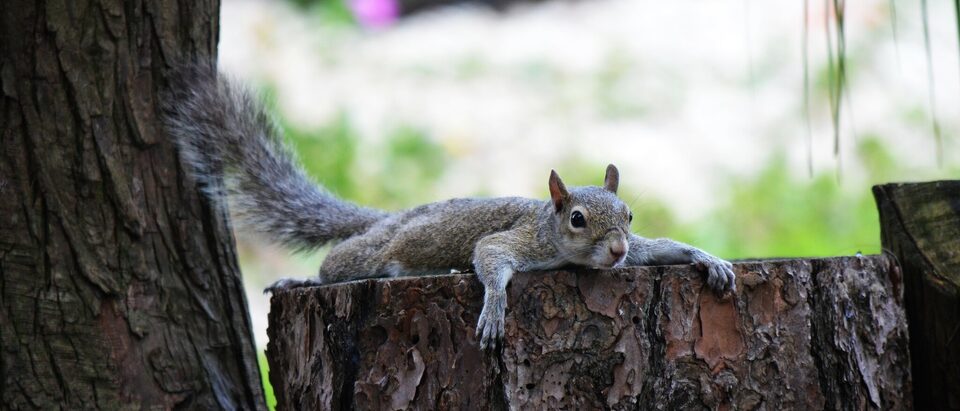 How to Get a Squirrel Out of Your Fireplace