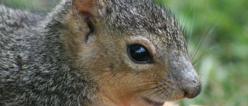 How to Get a Squirrel Out of Your Wall: A Step-by-Step Guide