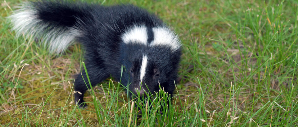 Baby skunk.