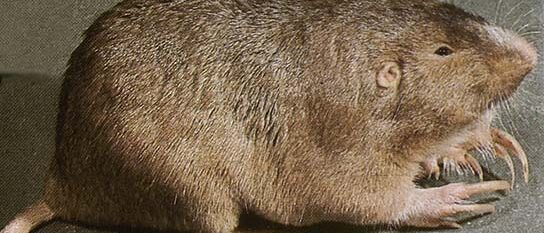 Plains Pocket Gopher (Geomys bursarius)