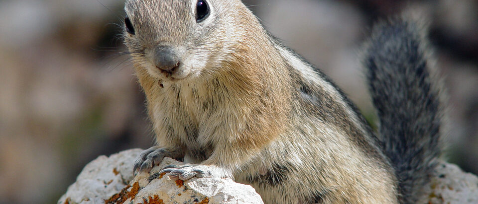How to Get Rid of Ground Squirrels Under the House