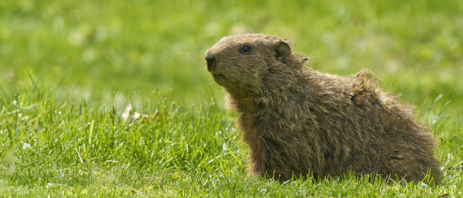 Groundhog. Forest Hill Cemetery. Ann Arbor, MI USA