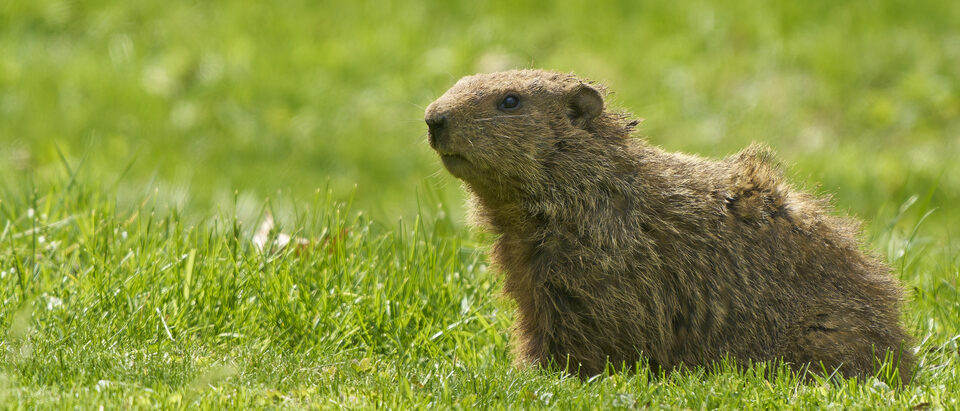 How to Get Rid of Groundhogs in Your Yard