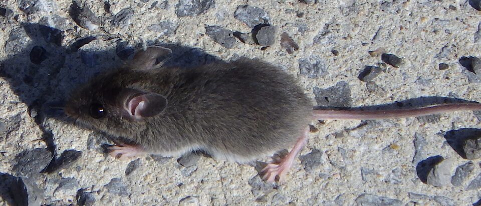 How to Get Rid of Mice in Your House: Complete Guide