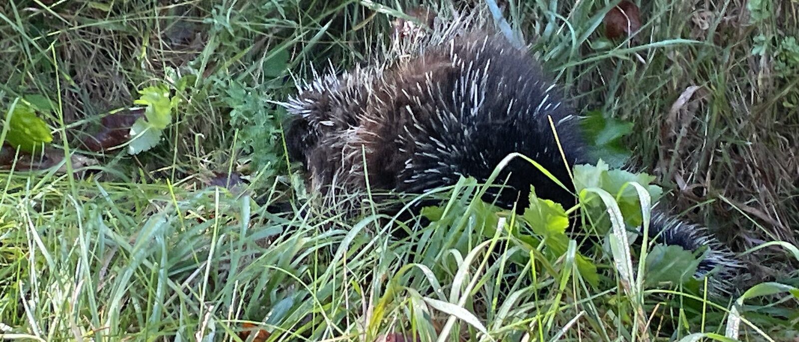 Porcupine feeding in tall grass