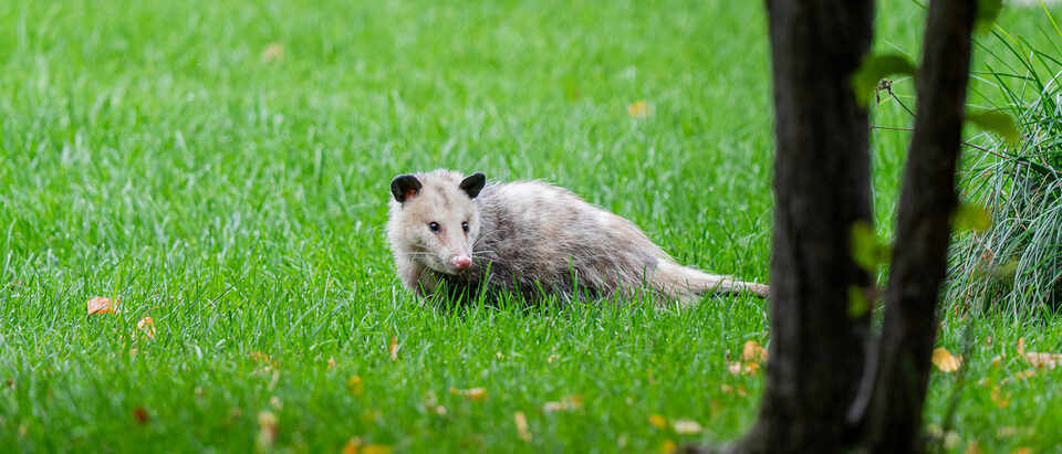 How to Get Rid of Possums in the Garden