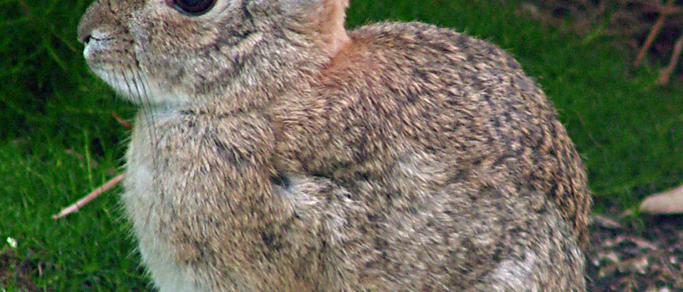 How to Get Rid of Rabbits: A Step-by-Step Guide