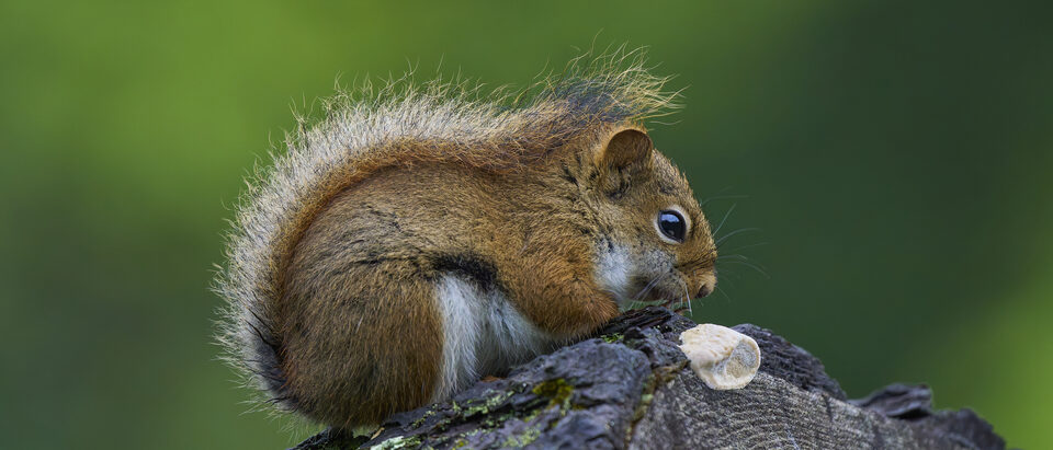 How to Get Rid of Red Squirrels in Garage