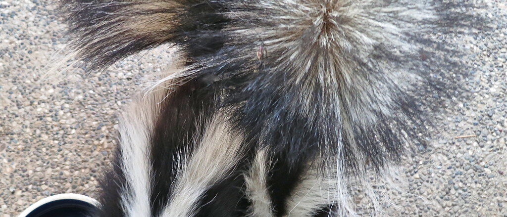 We've Got Skunks