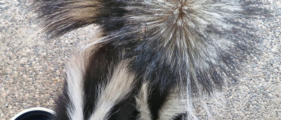 How to Get Rid of Skunks in Your Yard