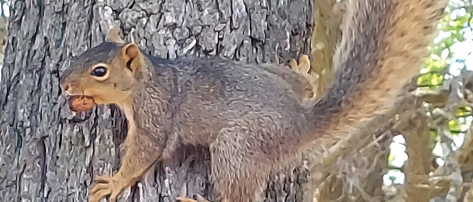 How to Get Rid of Squirrels in Trees