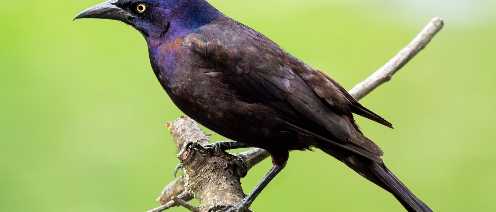 Common grackle in Prospect Park, Brooklyn