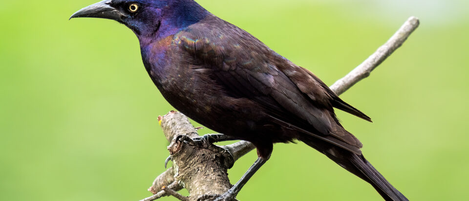 How to Get Rid of Starlings and Grackles