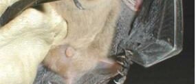 Big brown bat (Eptesicus fuscus)