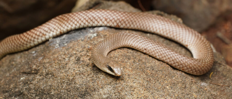 How to Handle a Snake at Your Children's Playground