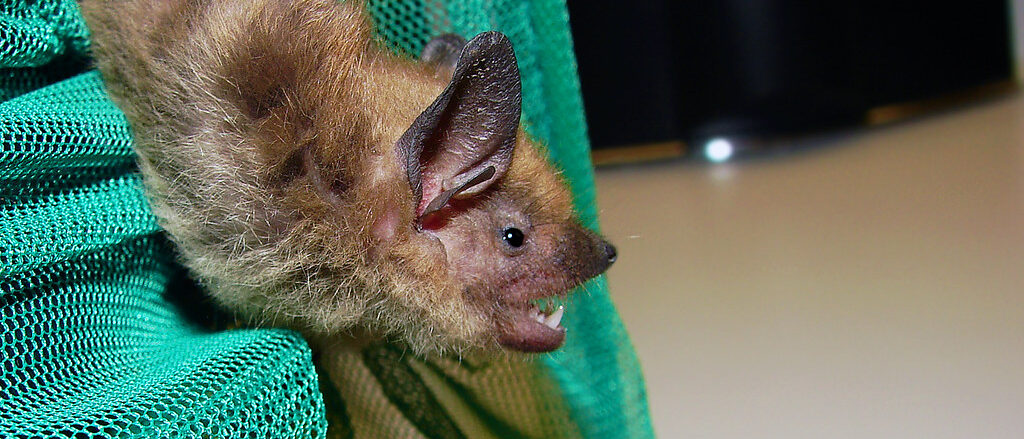 Big Brown Bat