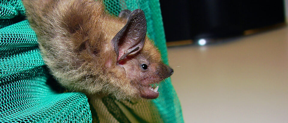 How to Identify Bat Species in North America
