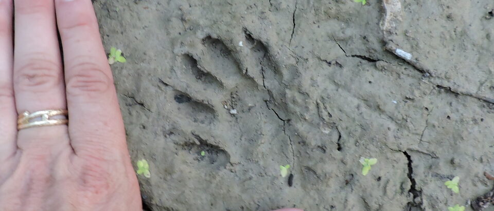 Raccoon tracks in mud beside a hand