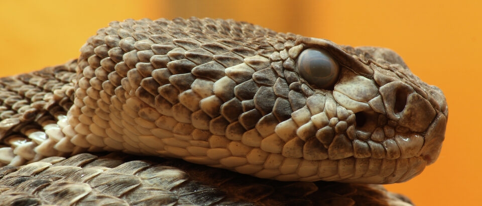 How to Identify Venomous Vs Non-Venomous Snakes