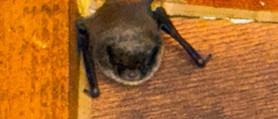 How to Inspect for Bats: Complete Attic Inspection Guide
