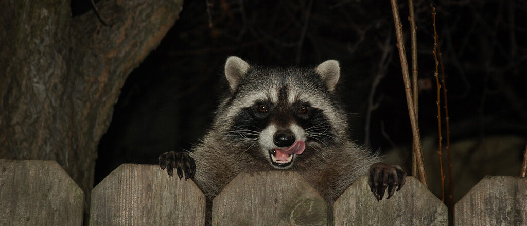 Raccoon