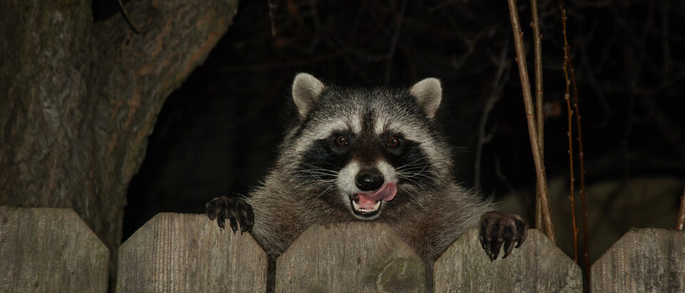 Raccoon